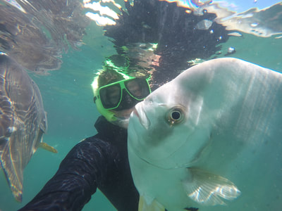 Snorkelling with Batfish on a Discovery Tour with Aquascene Magnetic Island